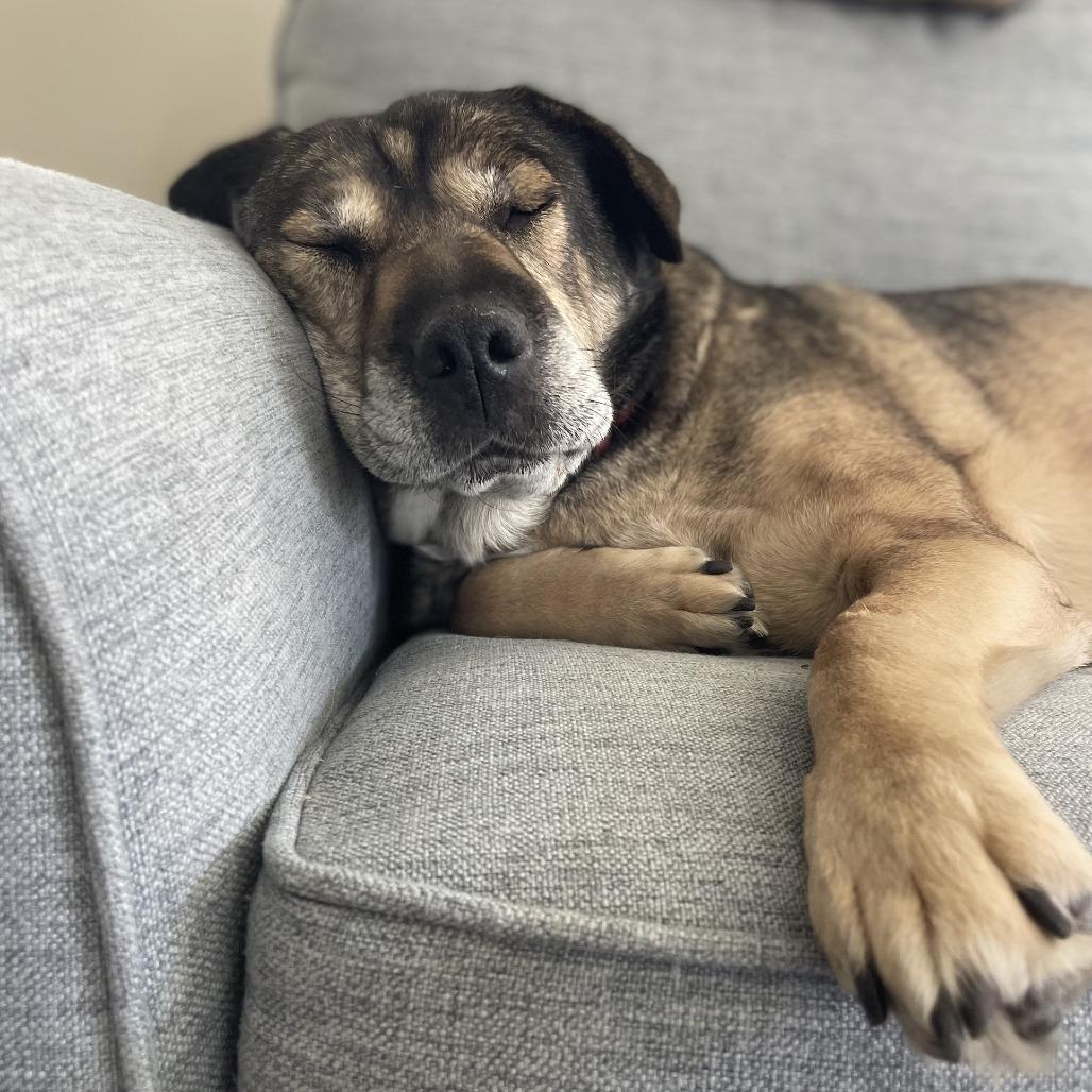 Enlarge Mocha, a Adoptable Mixed Breed in West Olive, MI image 6/6