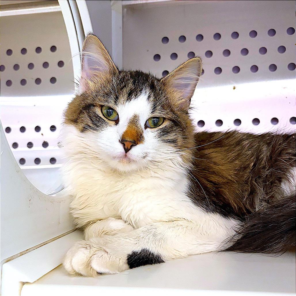 Artemis, Adoptable, Young Male Domestic Long Hair.