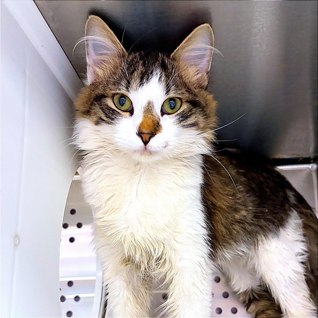 Artemis, a Adoptable Domestic Long Hair in Hannibal, MO image 3/3