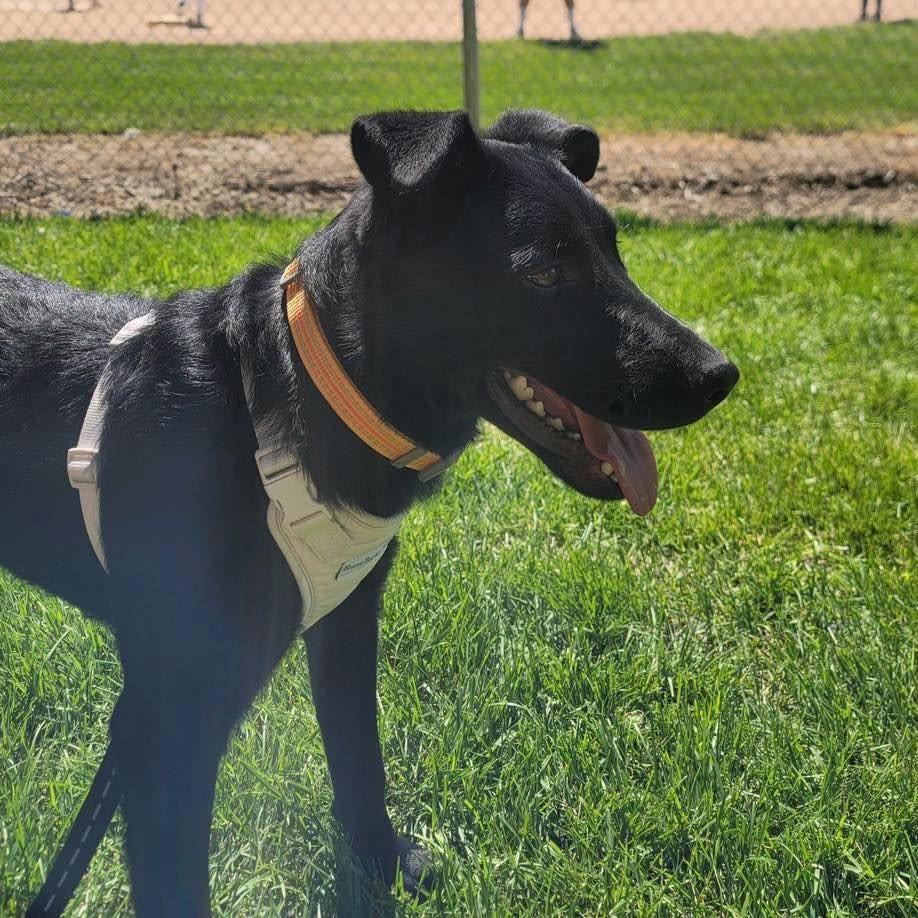 Enlarge Ham, a ADOPTABLE mixed breed in Grand Island, NE image 1/5