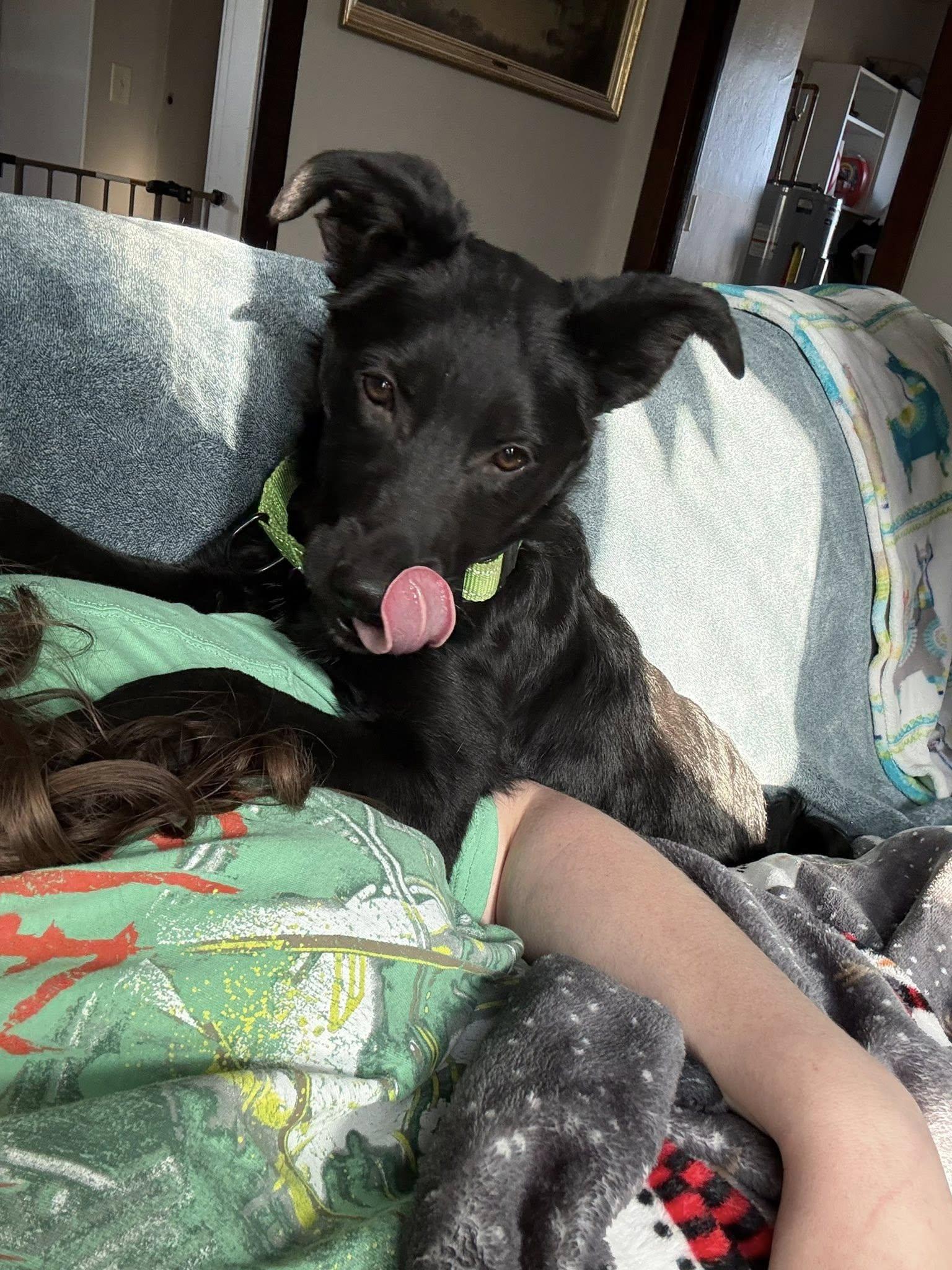 Ham, a ADOPTABLE mixed breed in Grand Island, NE image 3/5