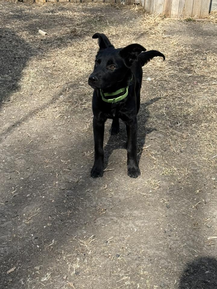 Ham, a ADOPTABLE mixed breed in Grand Island, NE image 2/5