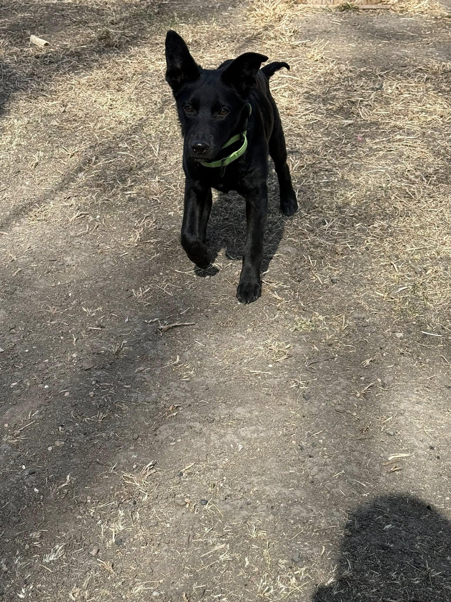 Ham, ADOPTABLE, Puppy Male Flat-Coated Retriever.