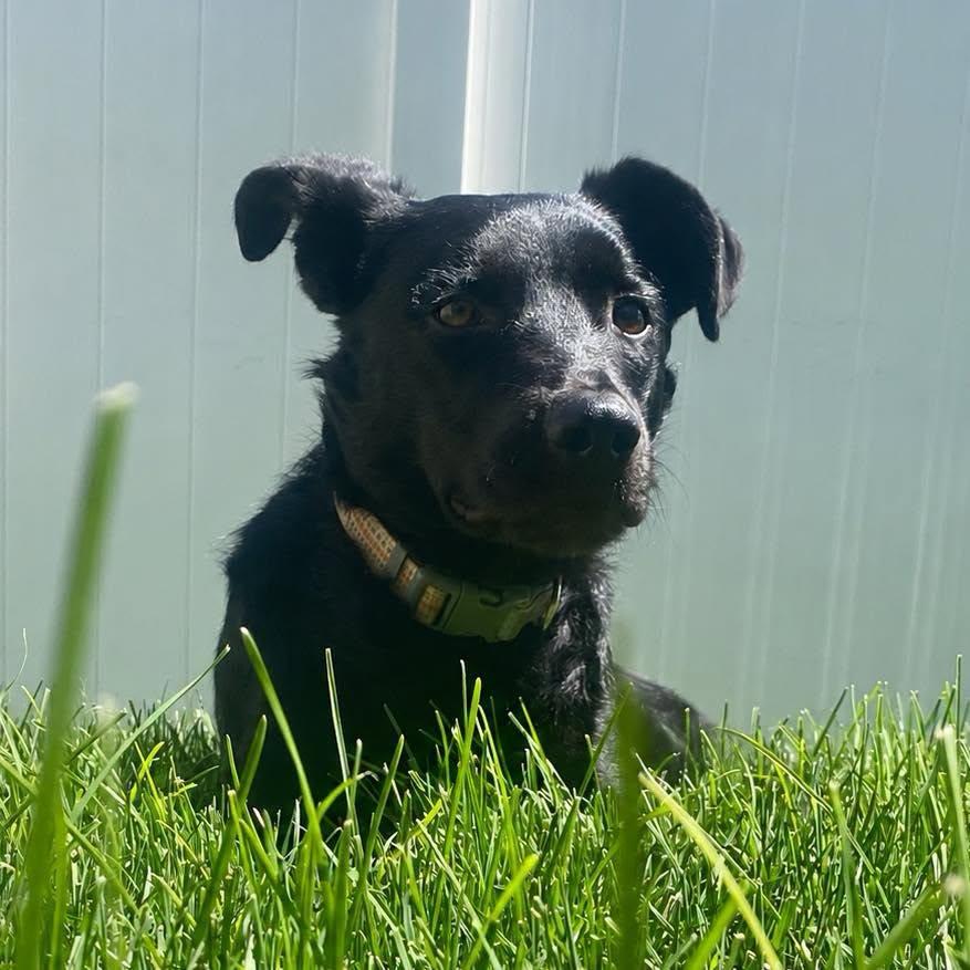 Enlarge Ham, a ADOPTABLE mixed breed in Grand Island, NE image 3/5