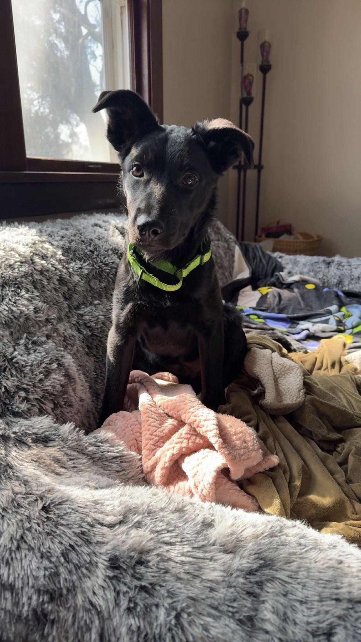 Ham, a ADOPTABLE mixed breed in Grand Island, NE image 4/5