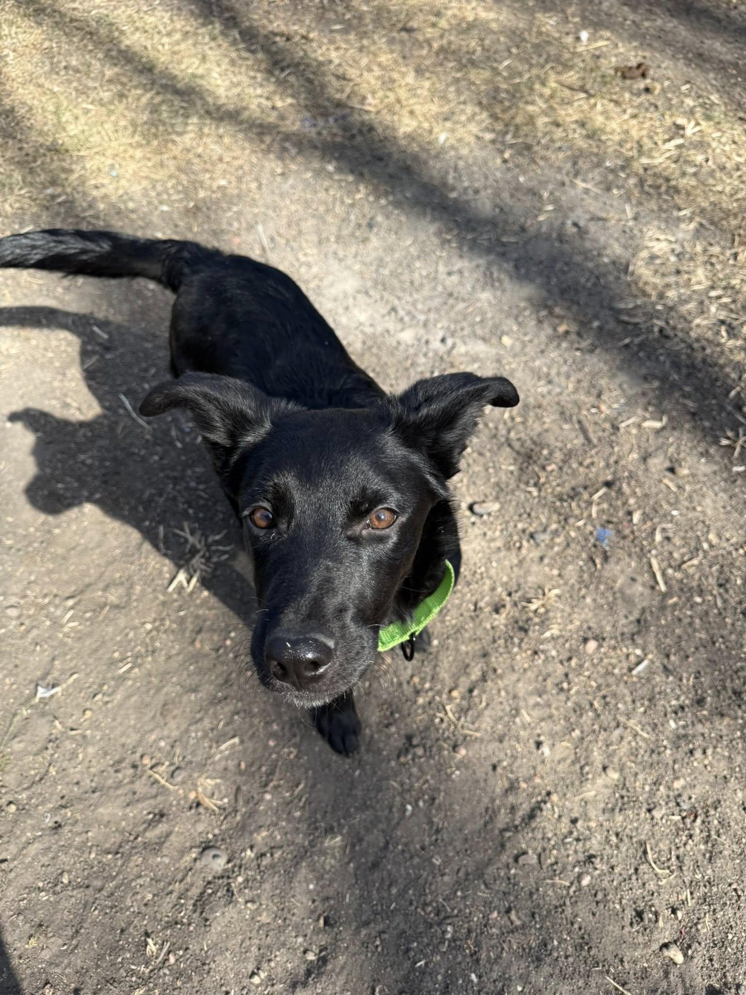 Ham, a ADOPTABLE mixed breed in Grand Island, NE image 5/5