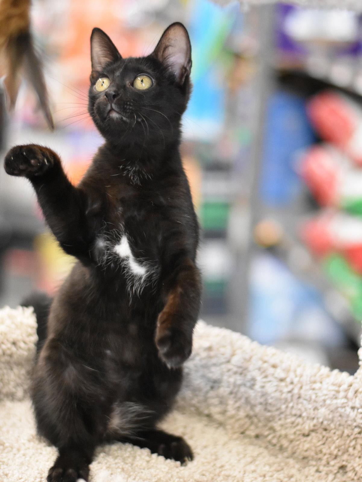 Bronx, a Adoptable Domestic Medium Hair in Montgomery, TX image 1/3