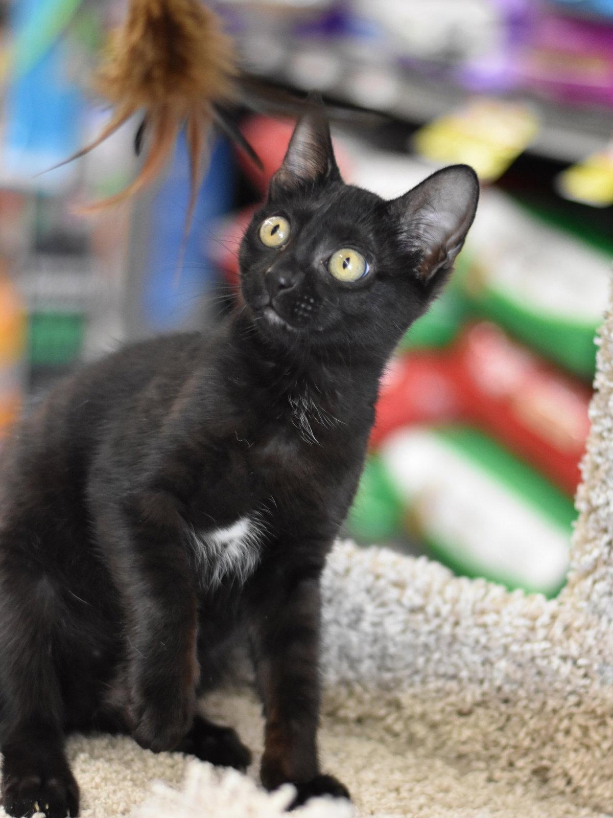 Bronx, a Adoptable Domestic Medium Hair in Montgomery, TX image 2/3