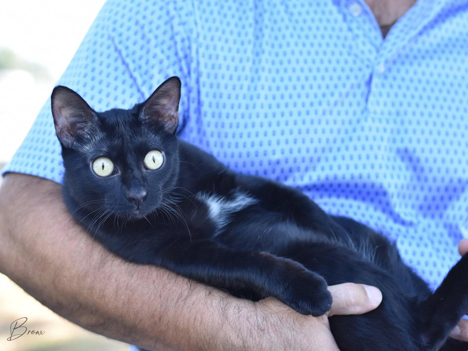 Bronx, Adoptable, Kitten Male Domestic Medium Hair.