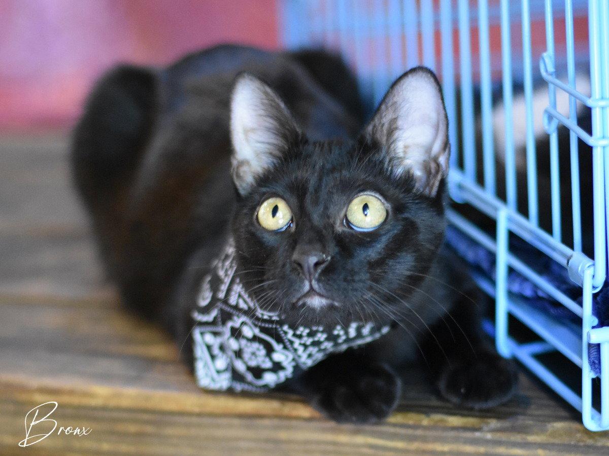 Enlarge Bronx, a Adoptable Domestic Medium Hair in Montgomery, TX image 1/3