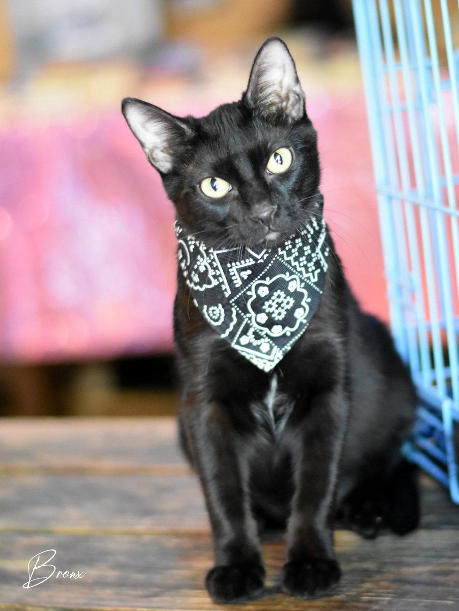 Enlarge Bronx, a Adoptable Domestic Medium Hair in Montgomery, TX image 2/3