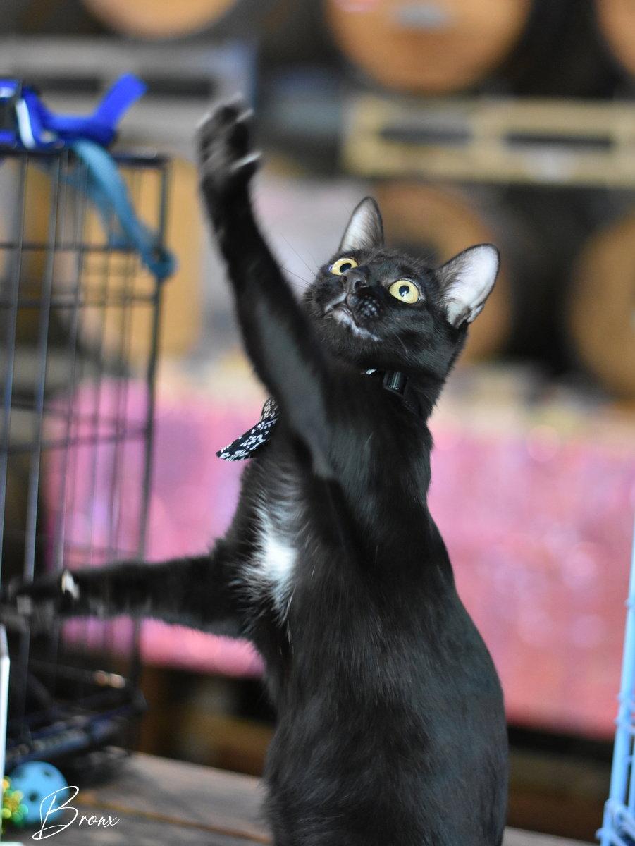 Enlarge Bronx, a Adoptable Domestic Medium Hair in Montgomery, TX image 3/3