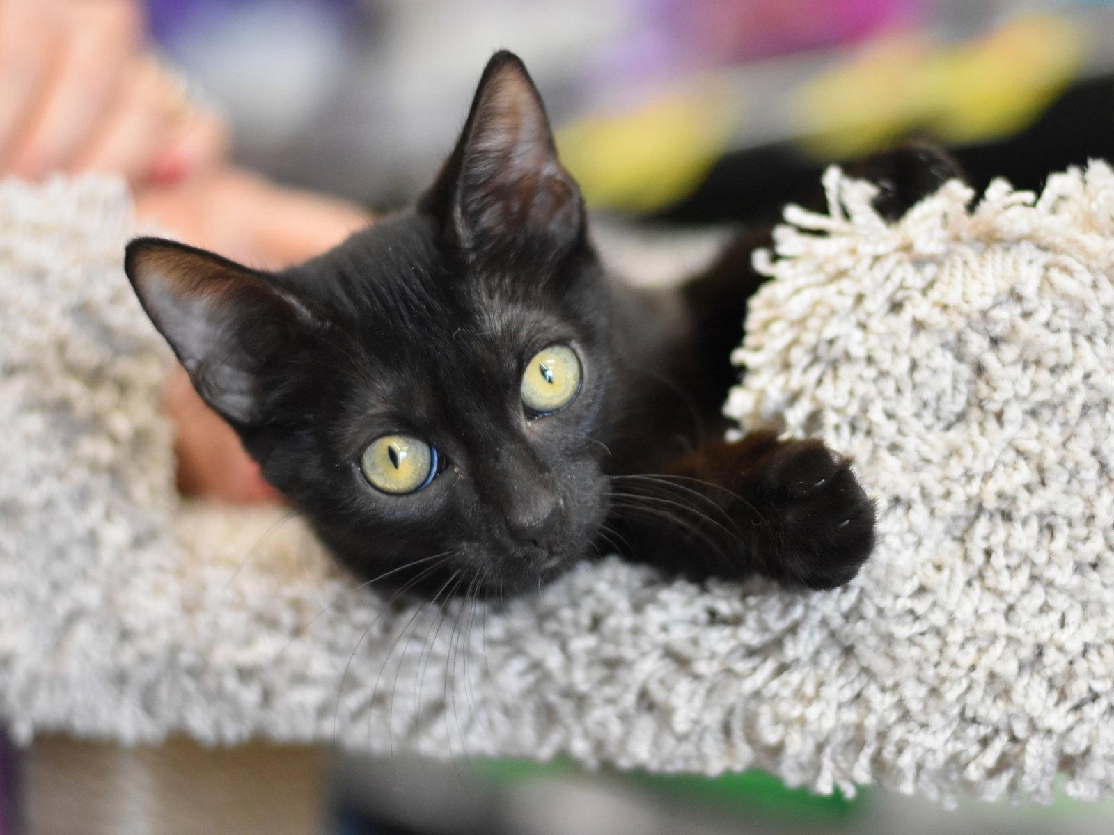 Bronx, a Adoptable Domestic Medium Hair in Montgomery, TX image 3/3