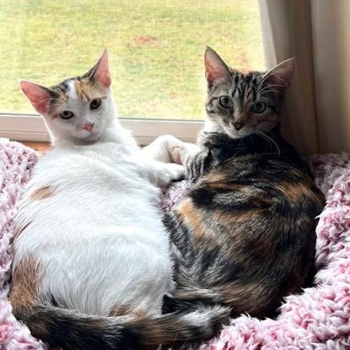 Quinn- Bonded with Harley, a Adoptable Domestic Short Hair in Greenfield, IN image 1/6
