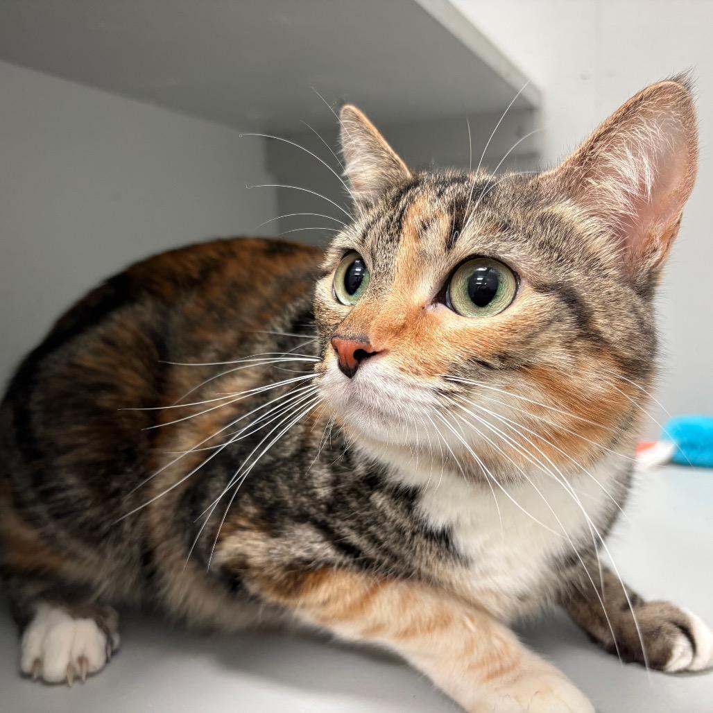 Quinn- Bonded with Harley, a Adoptable Domestic Short Hair in Greenfield, IN image 2/6