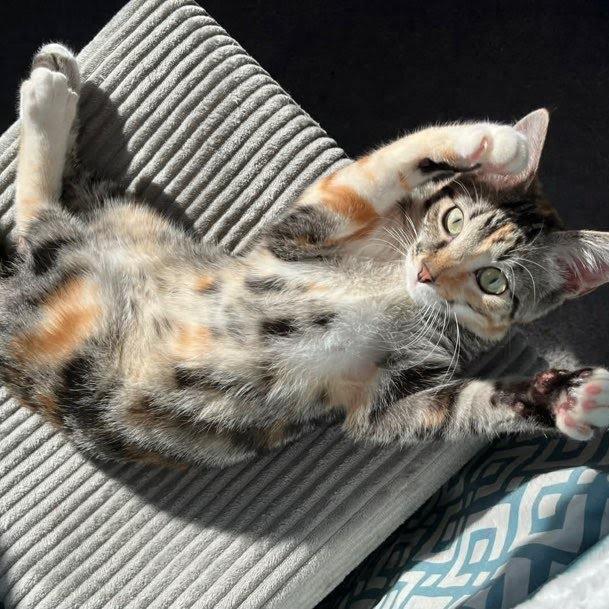 Quinn- Bonded with Harley, a Adoptable Domestic Short Hair in Greenfield, IN image 3/6