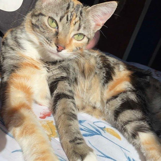 Quinn- Bonded with Harley, a Adoptable Domestic Short Hair in Greenfield, IN image 4/6