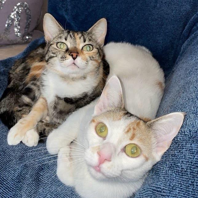 Quinn- Bonded with Harley, a Adoptable Domestic Short Hair in Greenfield, IN image 5/6