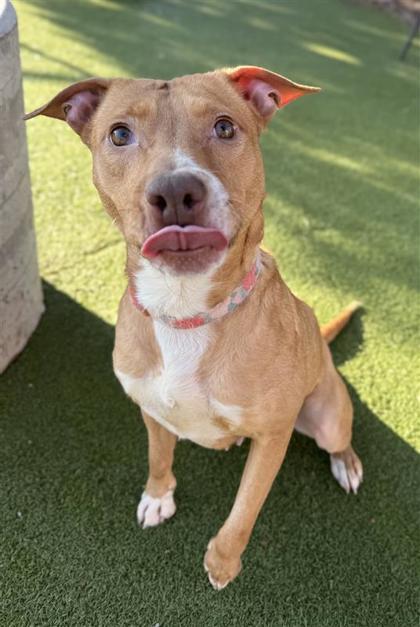 Jazz, a Adoptable mixed breed in Hutchinson, KS image 1/3