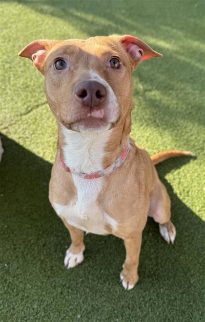 Jazz, a Adoptable mixed breed in Hutchinson, KS image 2/3