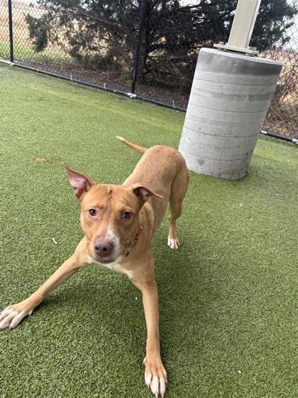 Jazz, a Adoptable mixed breed in Hutchinson, KS image 3/3