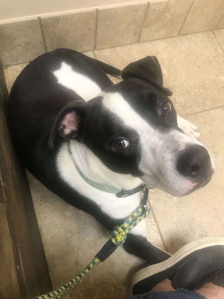 Enlarge Dodger, a Adoptable American Staffordshire Terrier in Tulsa, OK image 1/6