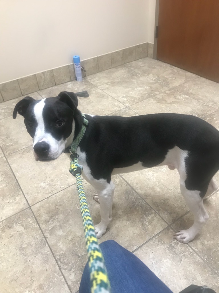 Enlarge Dodger, a Adoptable American Staffordshire Terrier in Tulsa, OK image 2/6