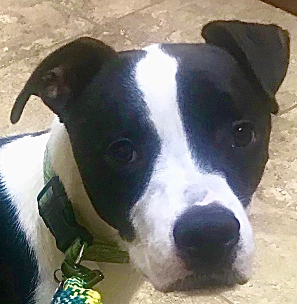 Enlarge Dodger, a Adoptable American Staffordshire Terrier in Tulsa, OK image 3/6