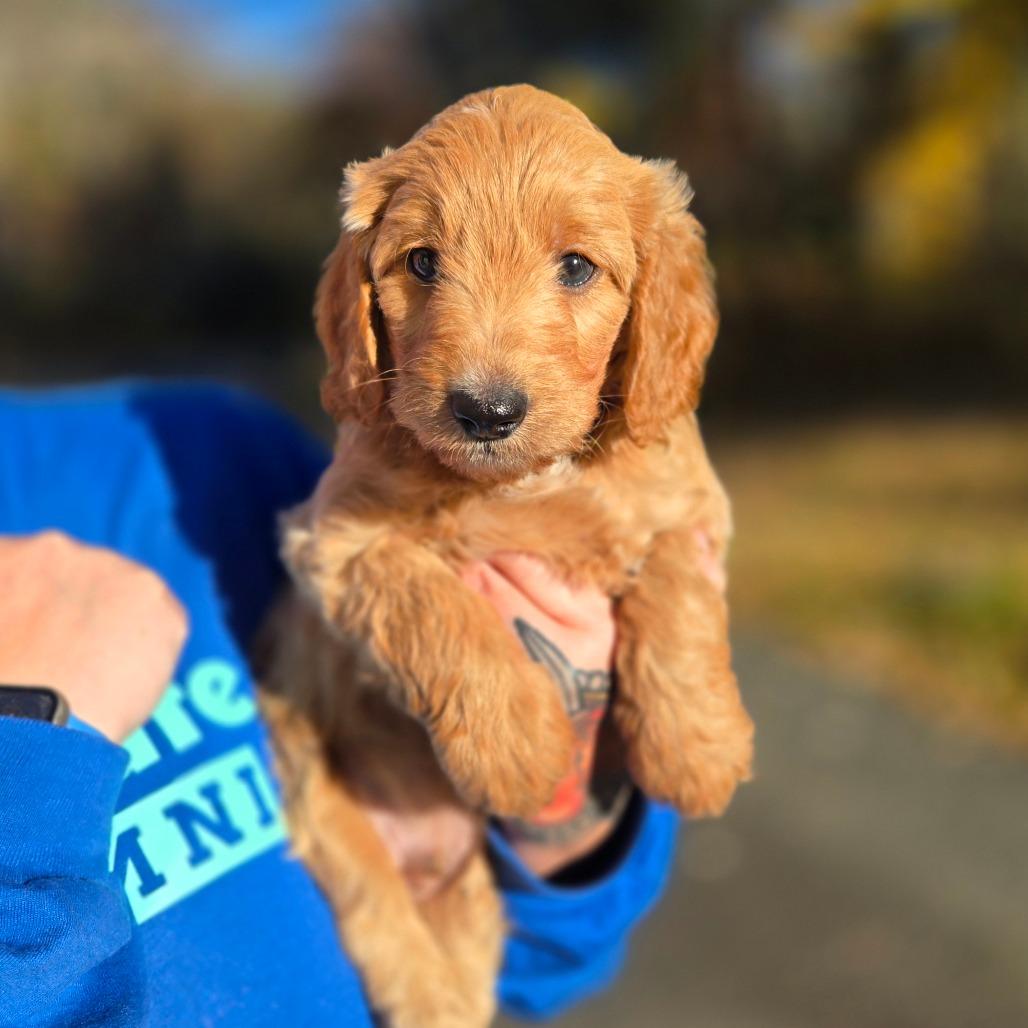 CT Kellan avail Oct 24 (Scarecrow Festival- Somers, CT), Adoptable, Puppy Male Poodle & Mixed Breed.