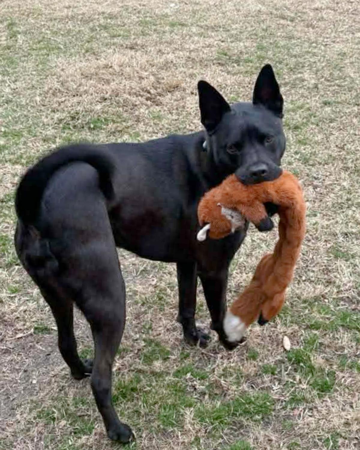 Enlarge Midnight **COURTESY LISTING**CONTACT OWNER DIRECTLY**, a ADOPTABLE mixed breed in Frisco, TX image 2/2