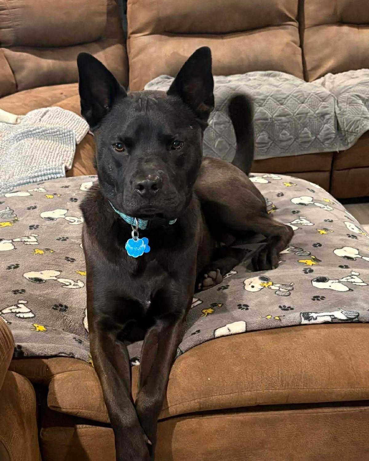 Enlarge Midnight **COURTESY LISTING**CONTACT OWNER DIRECTLY**, a ADOPTABLE mixed breed in Frisco, TX image 1/2