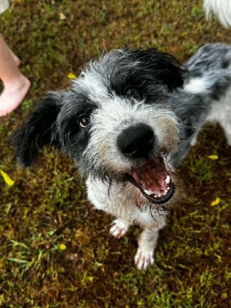 Enlarge Otis, a Adoptable Bernedoodle in Madison, GA image 1/3