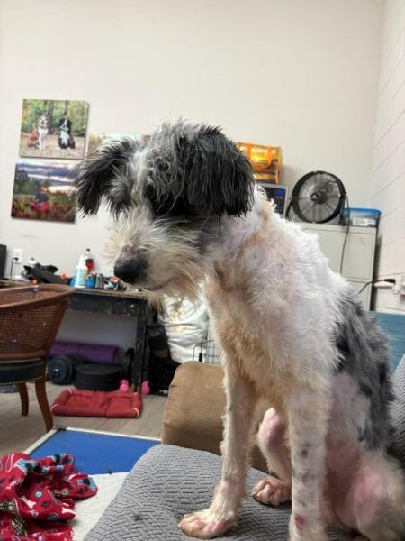 Enlarge Otis, a Adoptable Bernedoodle in Madison, GA image 3/3