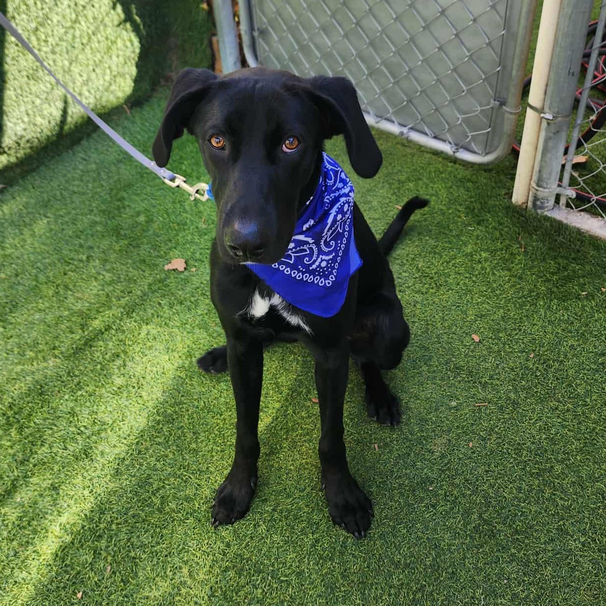 Marlin — thumbnail 5