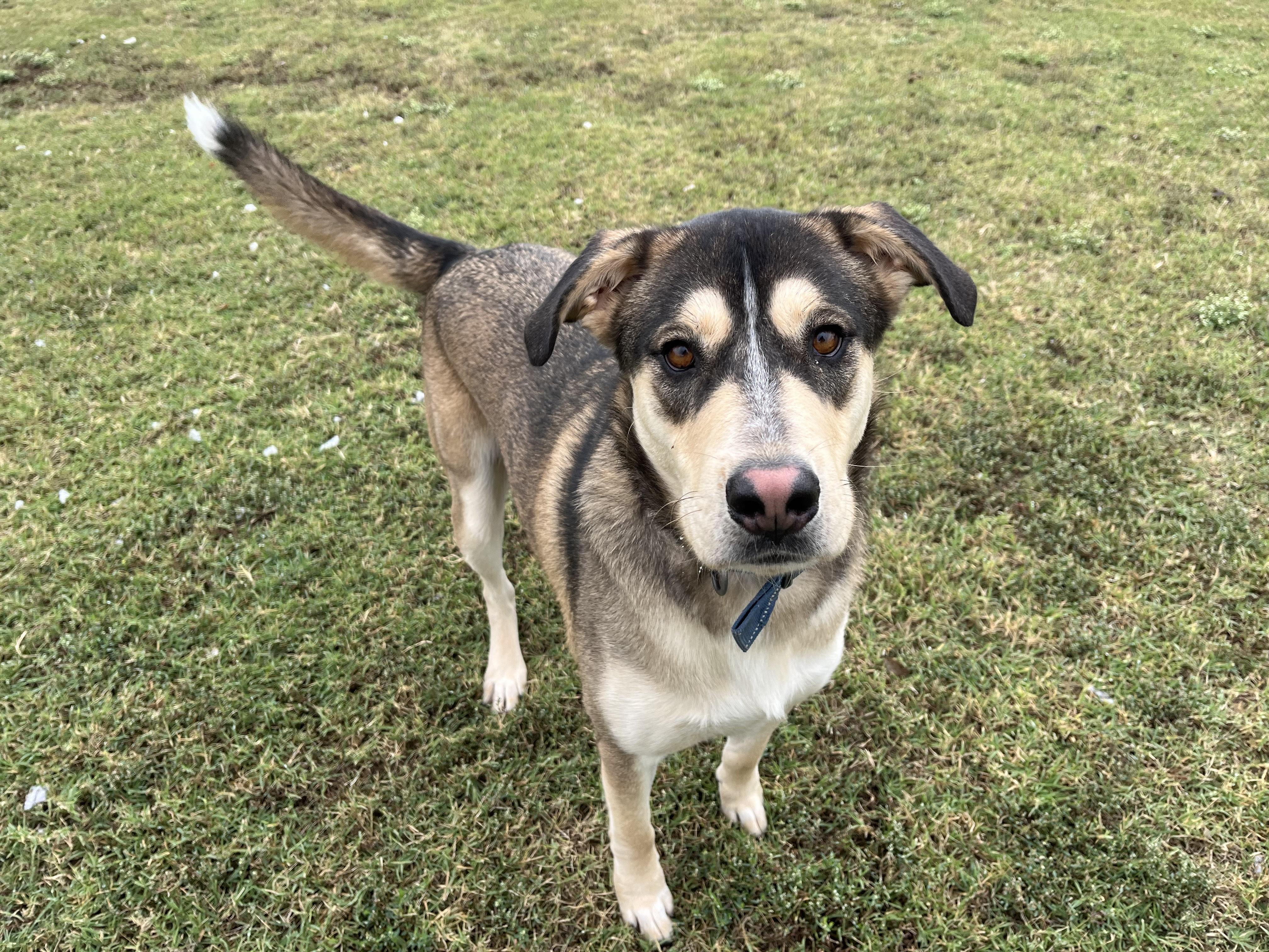 Zeus, a Adoptable mixed breed in Chickasha, OK image 2/5