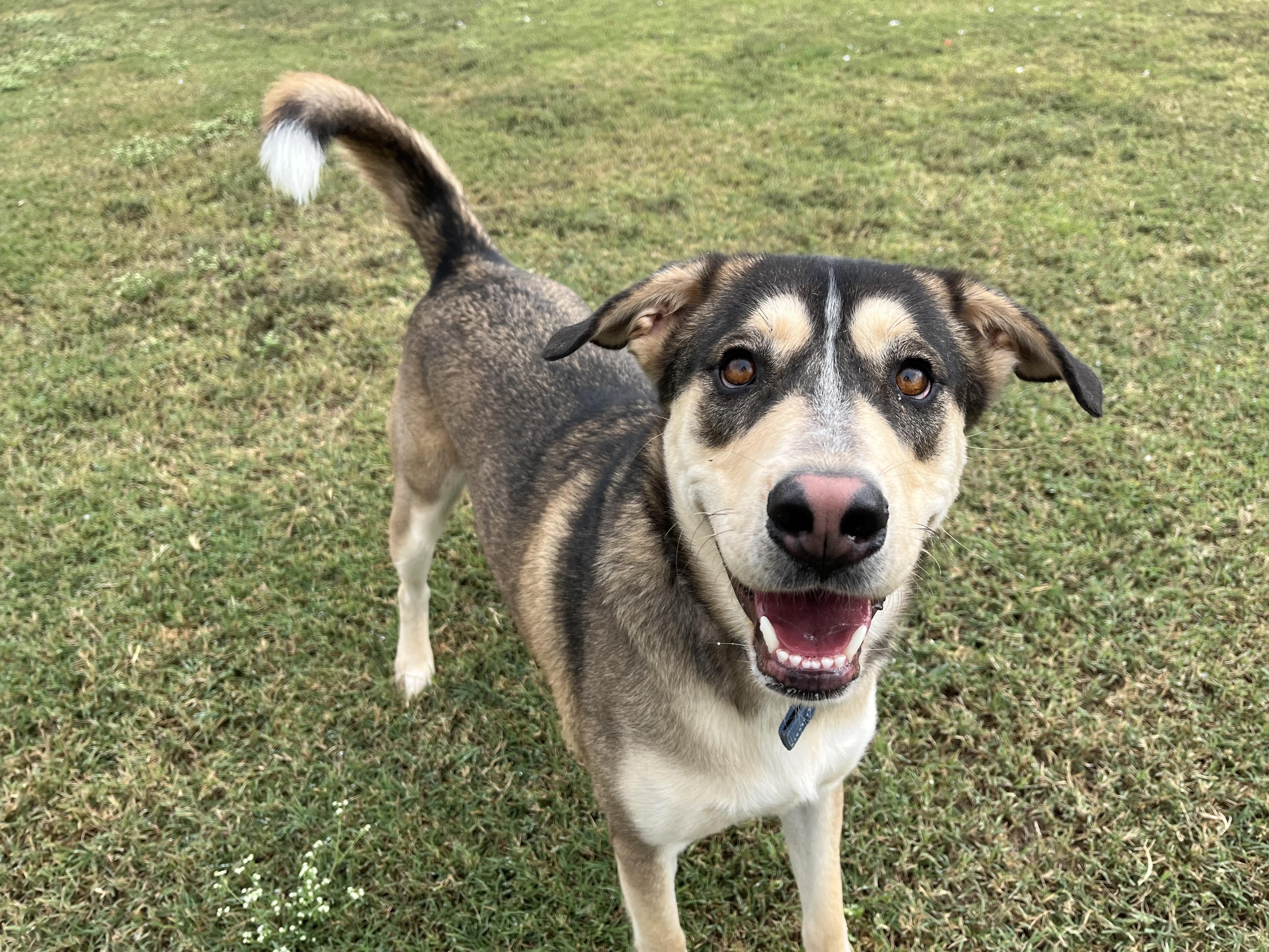 Zeus, a Adoptable mixed breed in Chickasha, OK image 1/5