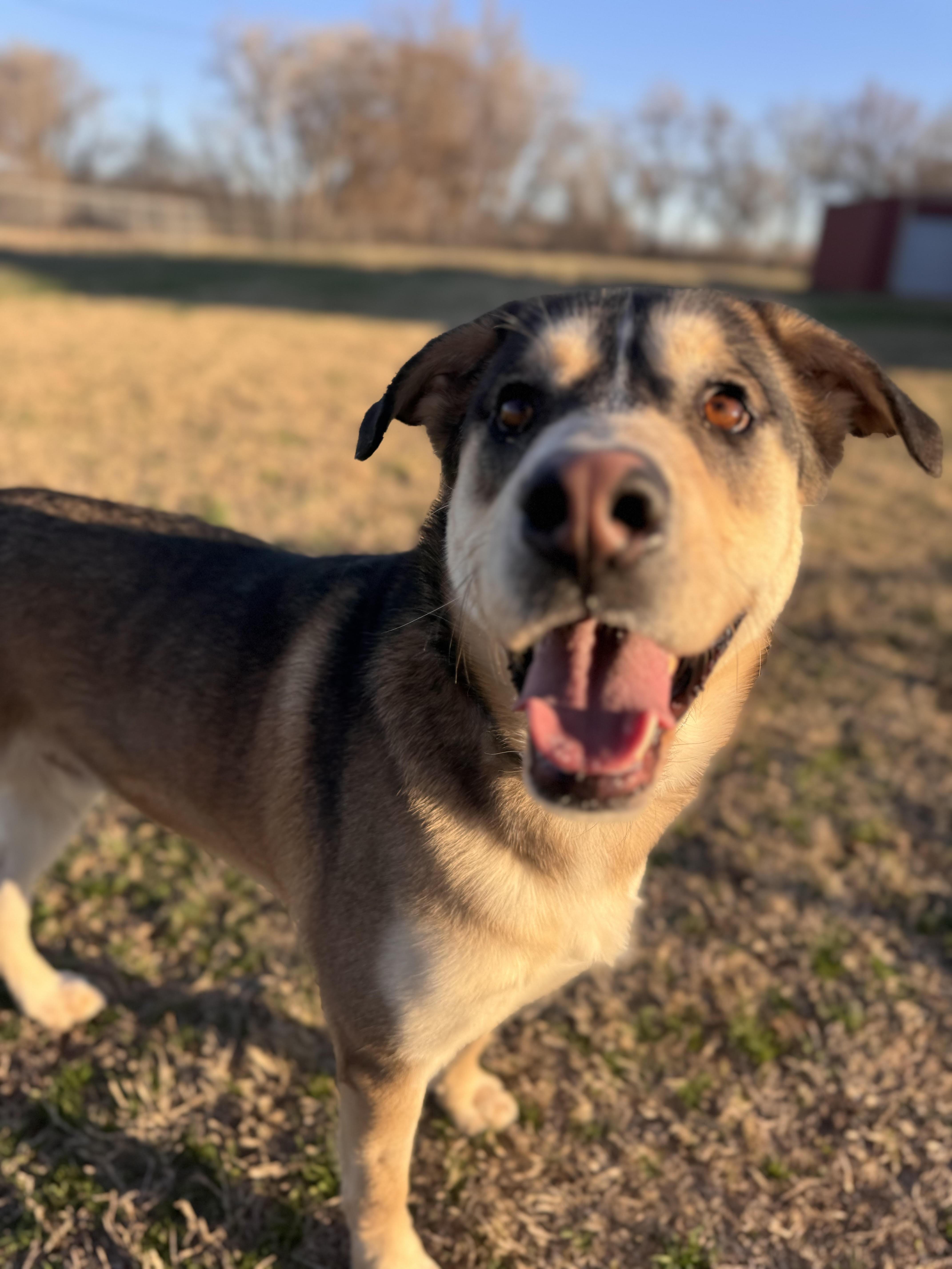 Zeus, Adoptable, Adult Male Husky.