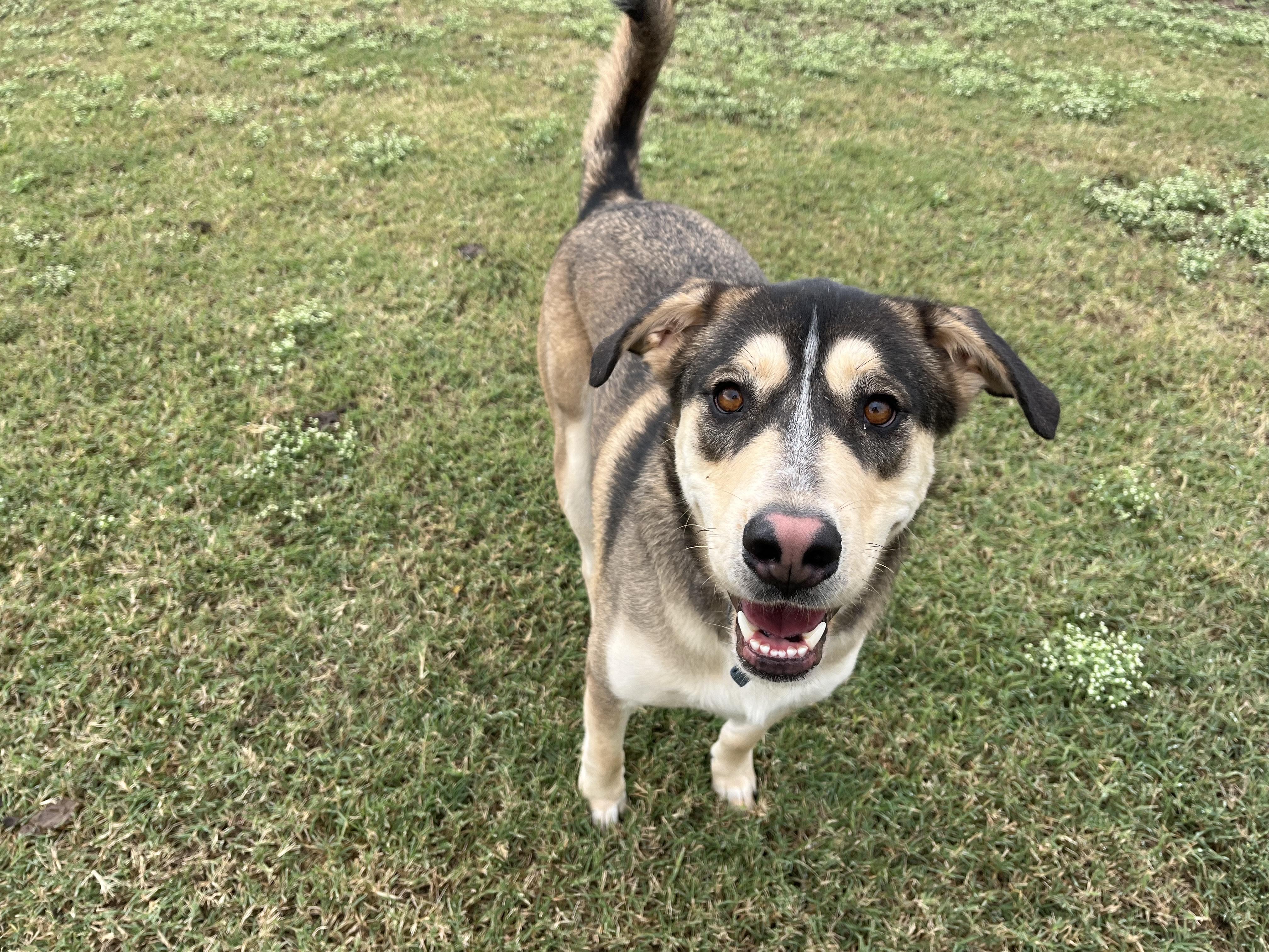 Zeus, a Adoptable mixed breed in Chickasha, OK image 3/5