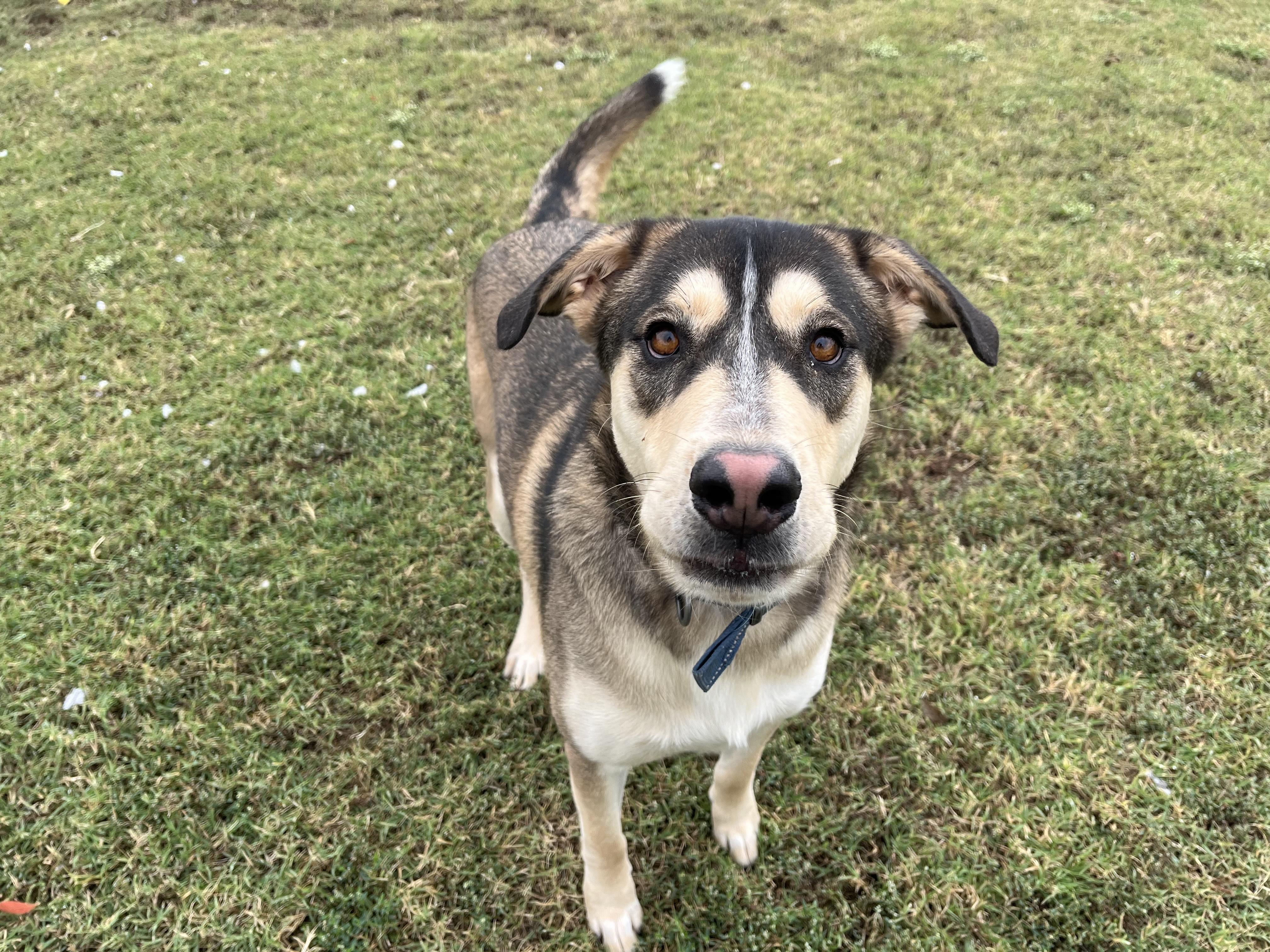 Zeus, a Adoptable mixed breed in Chickasha, OK image 4/5