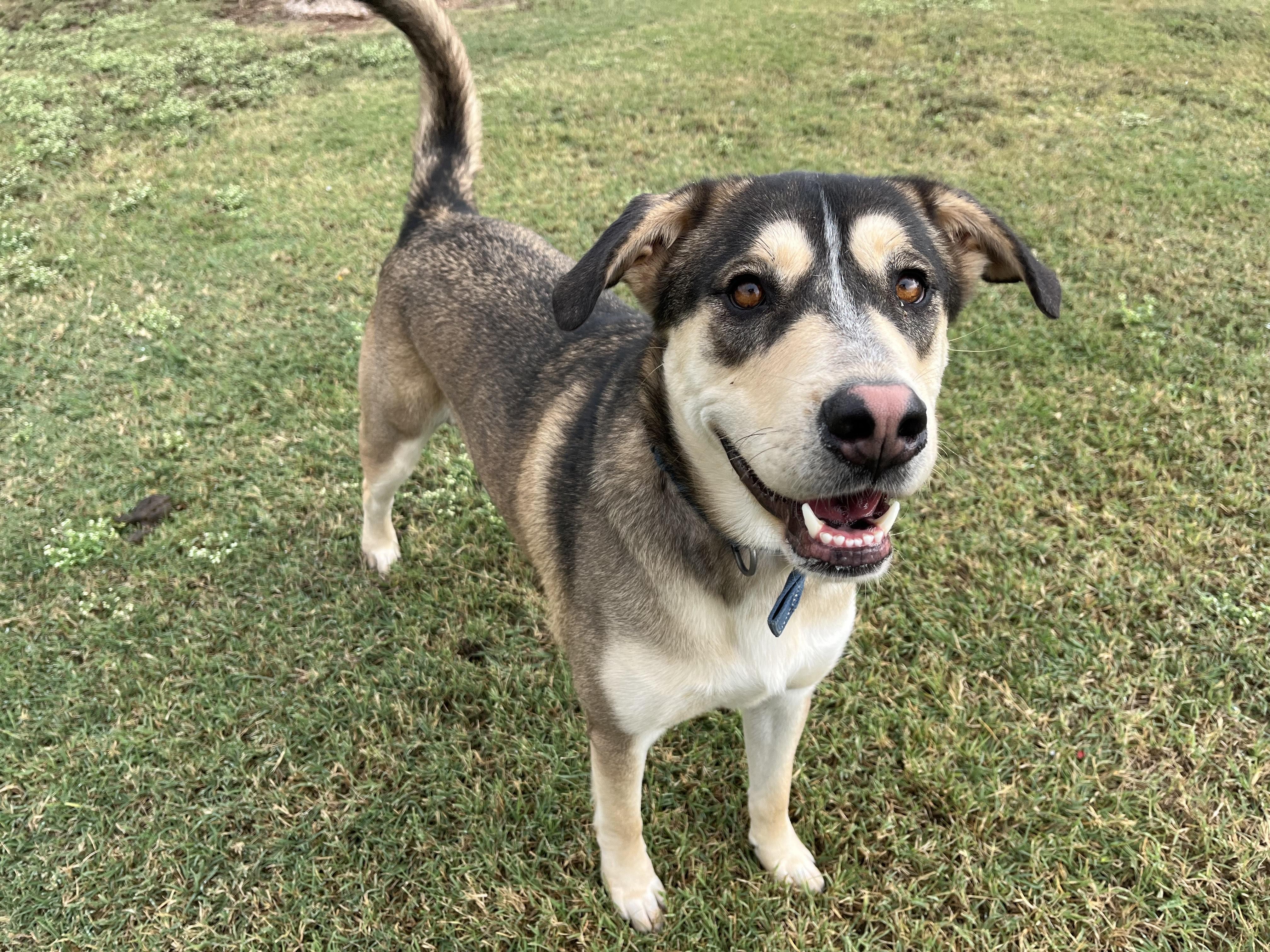 Zeus, a Adoptable mixed breed in Chickasha, OK image 5/5