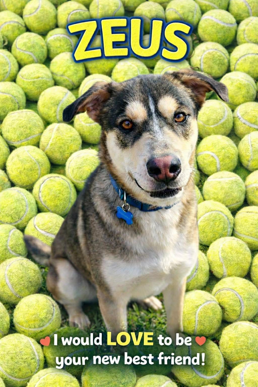 Enlarge Zeus, a Adoptable mixed breed in Chickasha, OK image 2/6