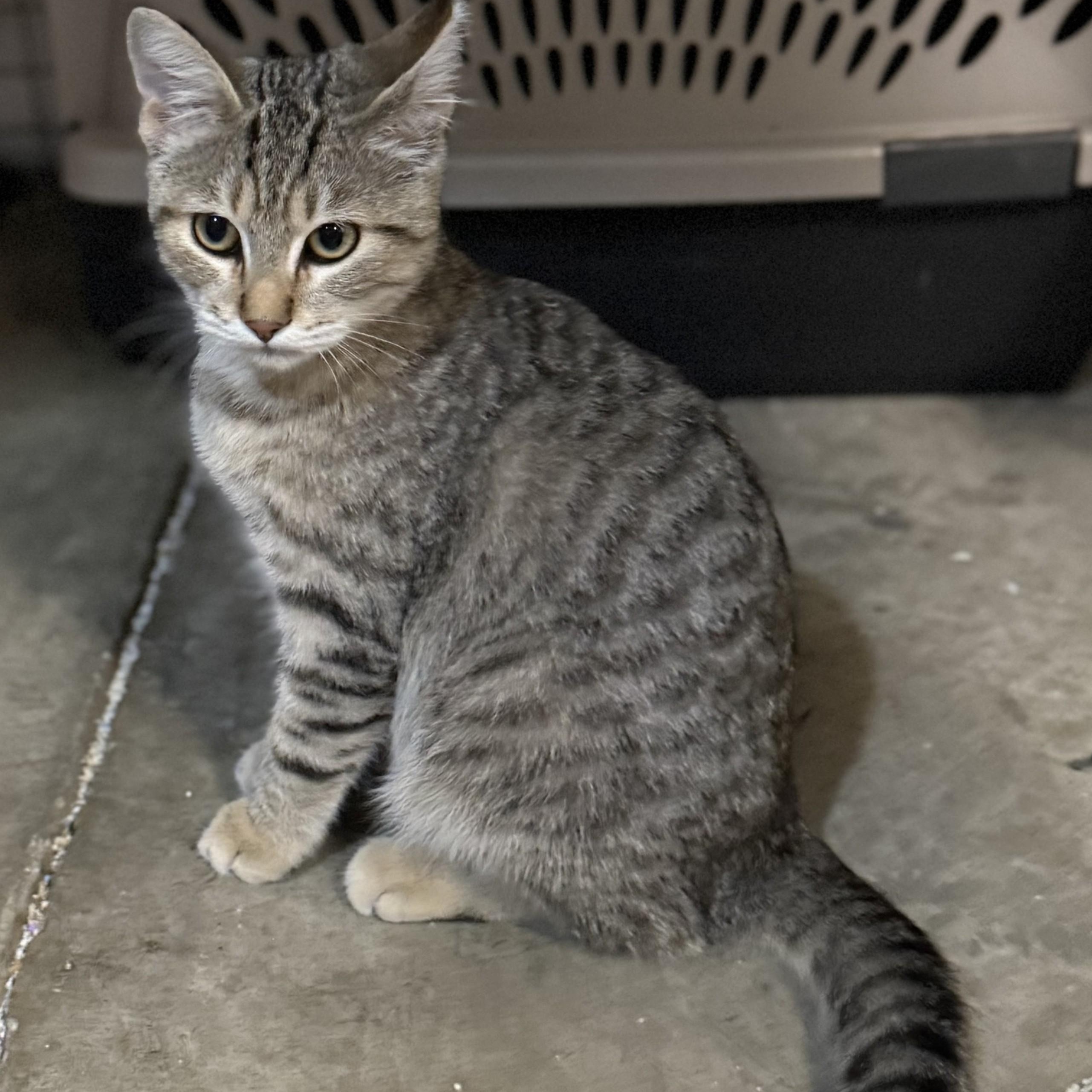 Fernando, Adoptable, Young Male Domestic Short Hair.