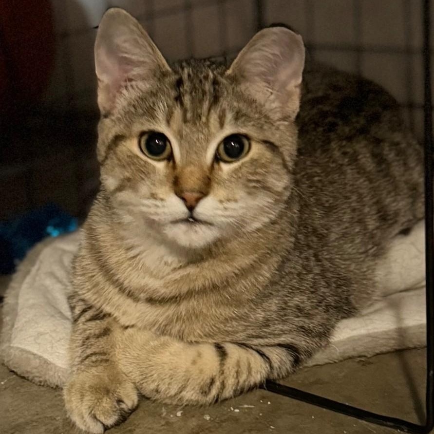 Fernando, Adoptable, Young Male Domestic Short Hair.