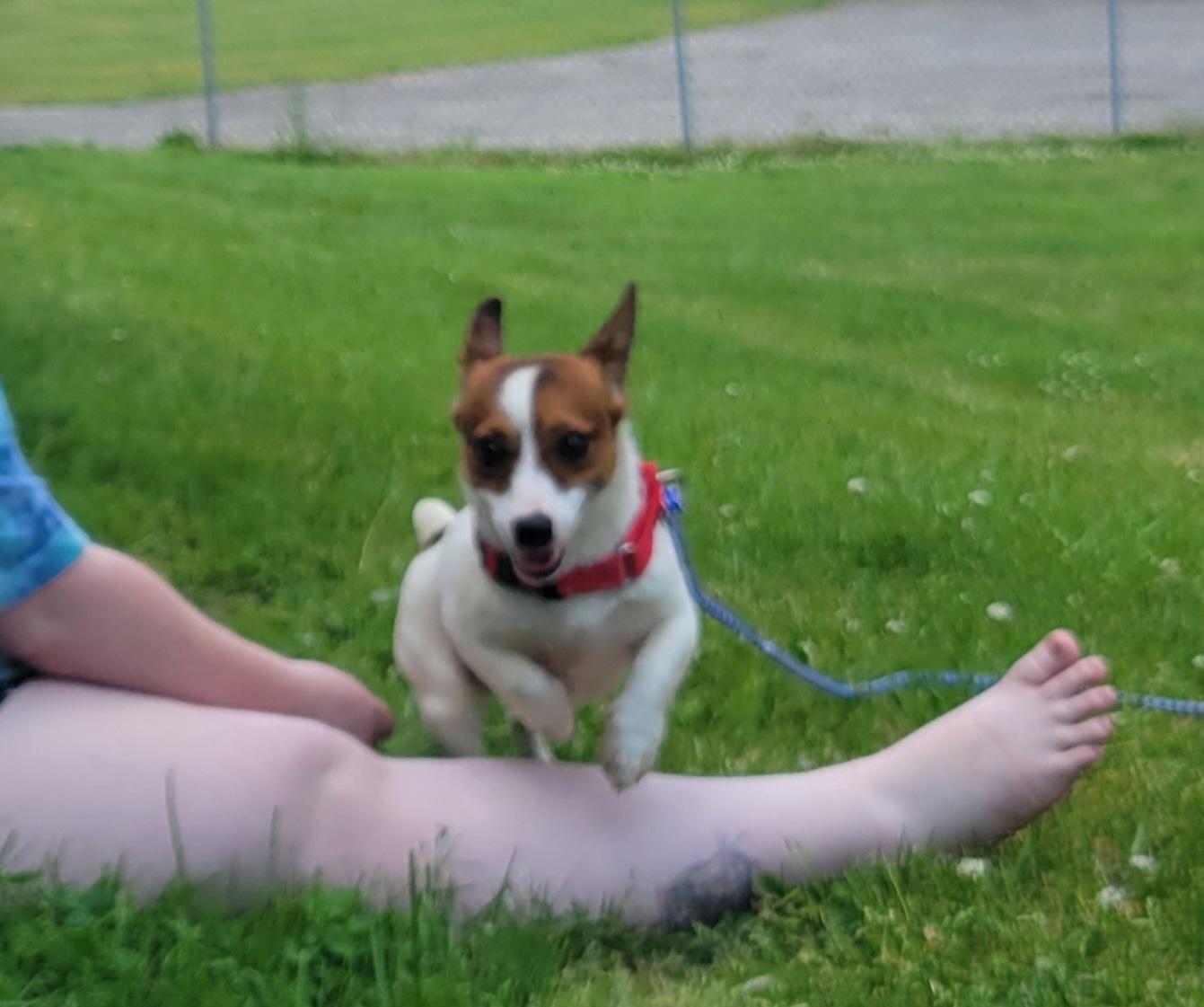 Russell, Adoptable, Adult Male Jack Russell Terrier.