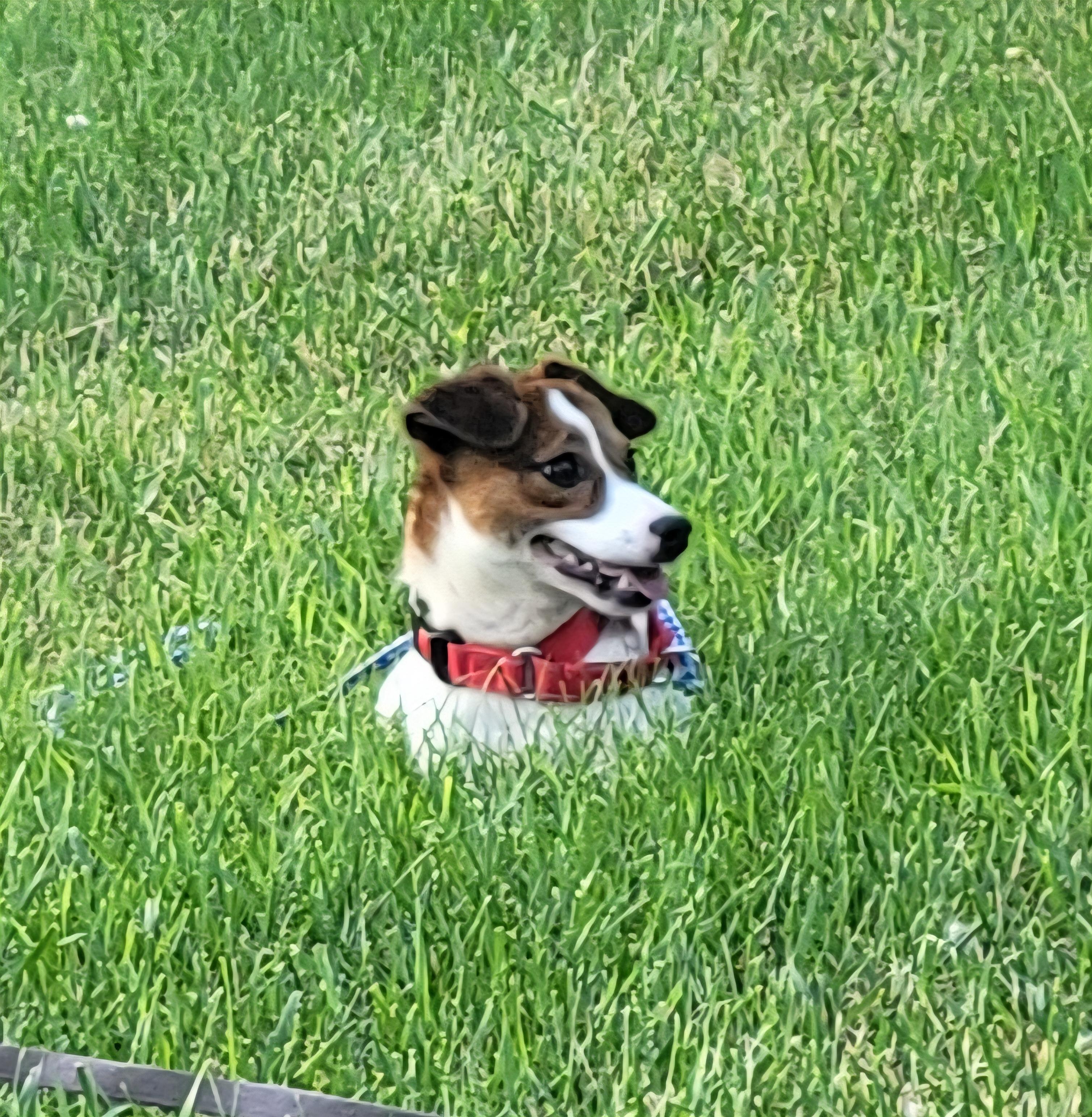 Russell, a Adoptable mixed breed in Milford, MI image 4/4