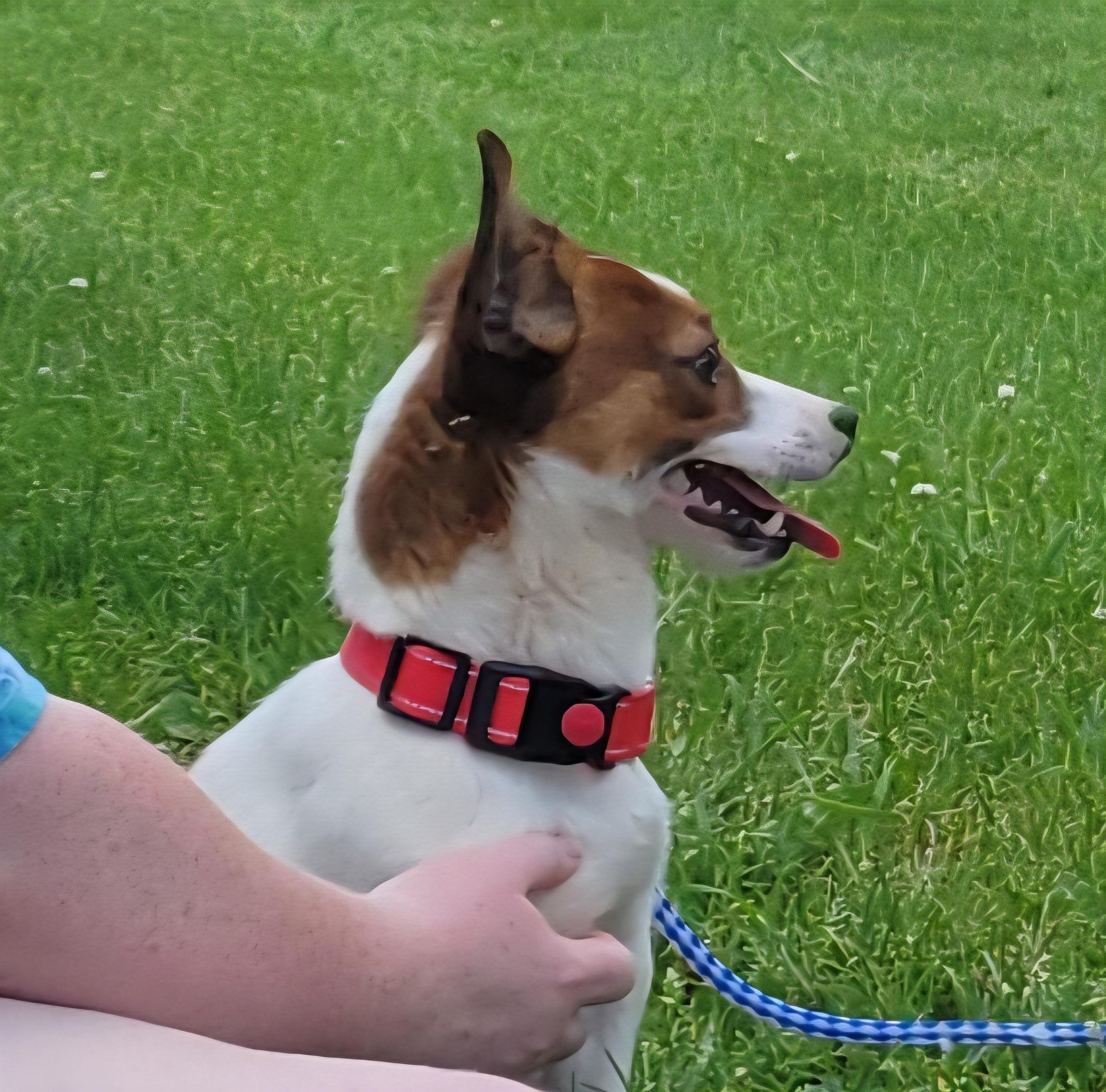 Russell, a Adoptable mixed breed in Milford, MI image 2/4