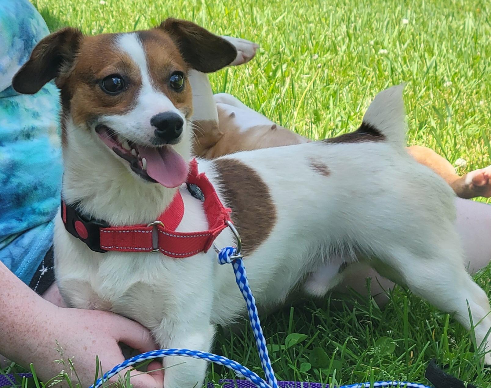 Russell, a Adoptable mixed breed in Milford, MI image 3/4