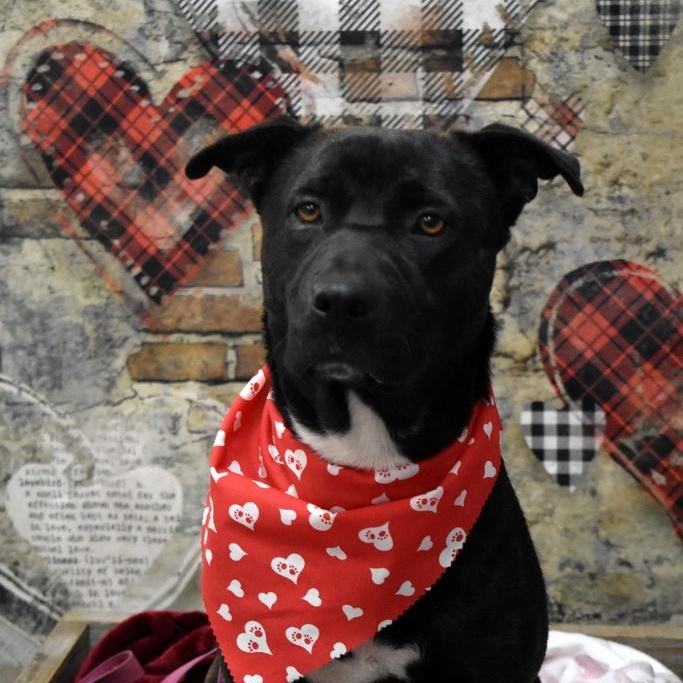 RAINA, ADOPTABLE, Young Male Rottweiler.