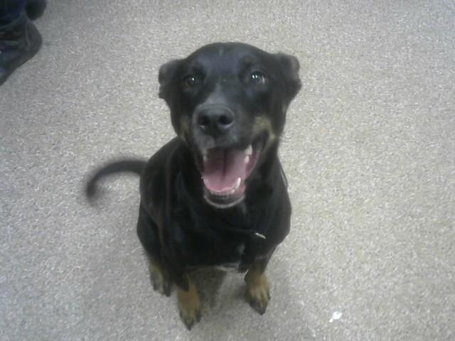 Enlarge SHAREBEAR, a Adoptable mixed breed in Albuquerque, NM image 1/1