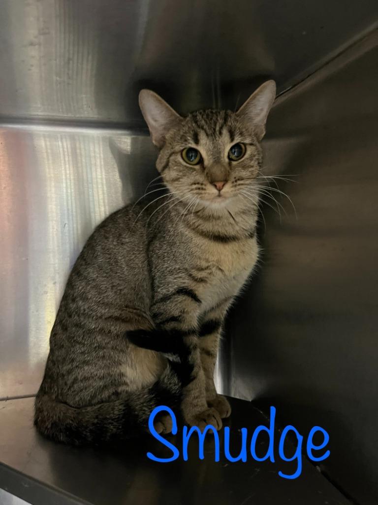 Enlarge Smudge, a Adoptable mixed breed in Princeton, IN image 1/1